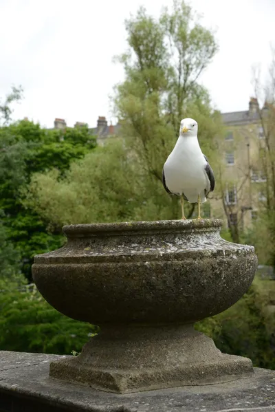 DSC_2540 (Large).JPG